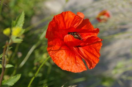 Coquelicot de la Somme