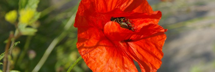 Coquelicot de la Somme